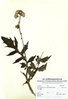 藏品(黃花三七草)的圖片